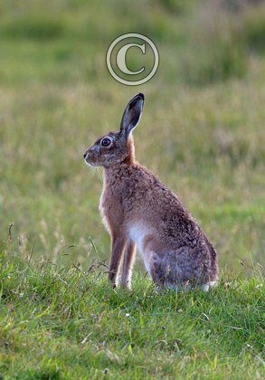 Brown Hare DM1161